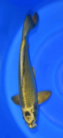 MUKASHI OGON