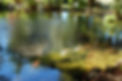 Our front show off pond, 100.000 galloms