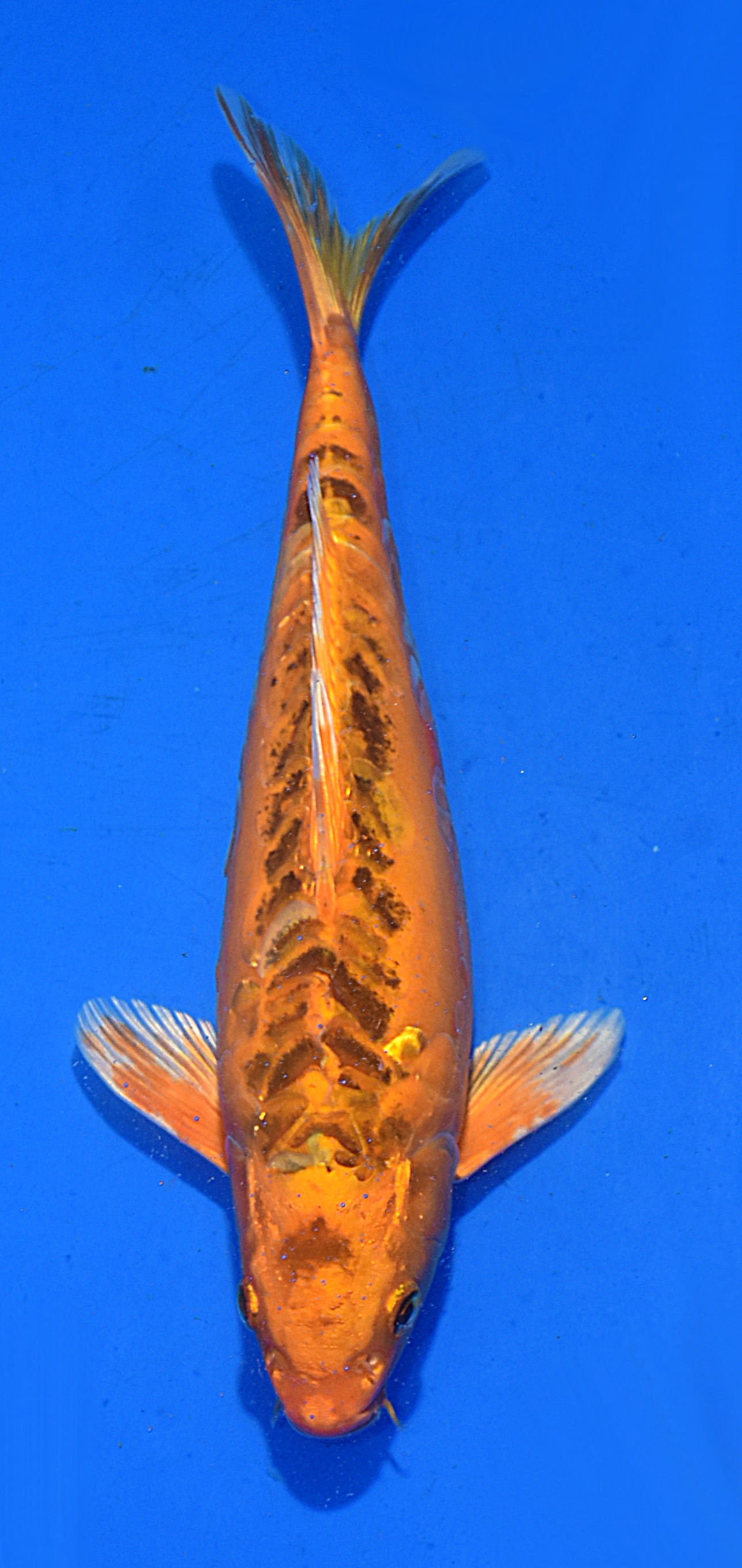 DOITSU ORENJI MATSUBA