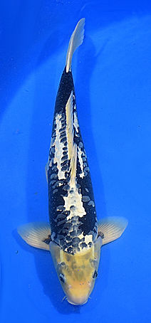 Standard Fin Koi Over 12
