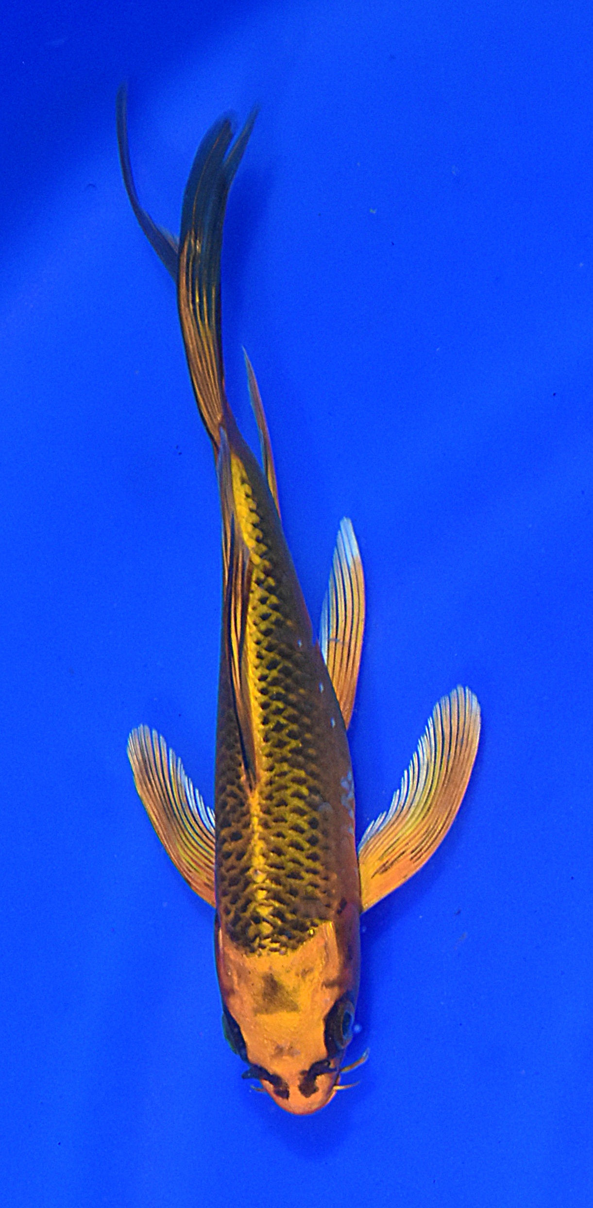 BUTTERFLY KI MATSUBA