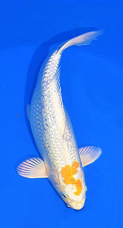 Standard Fin Koi Over 12
