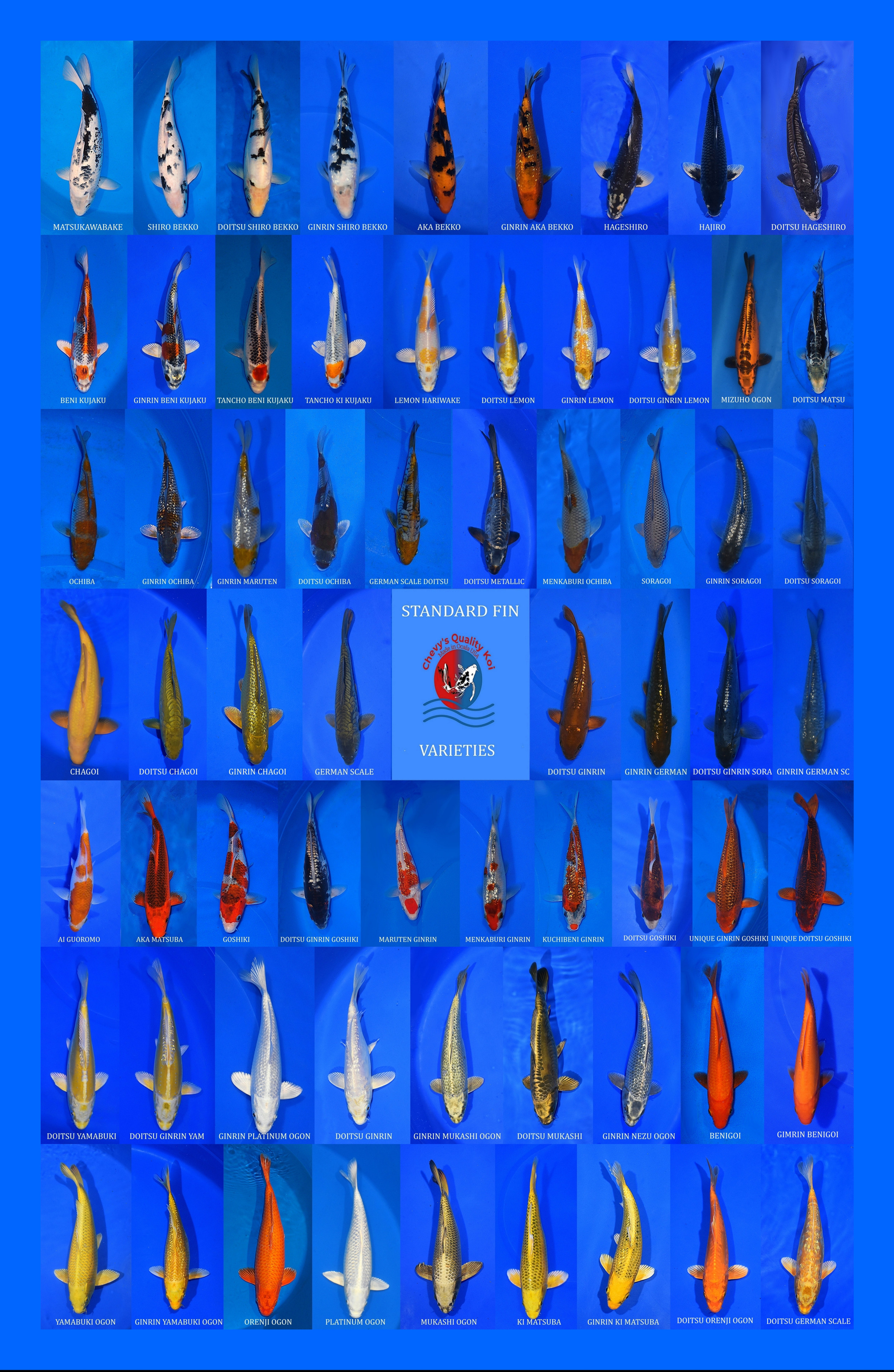 KOI FISH FOR SALE | Chevy's Quality KoiChevy's Quality Koi