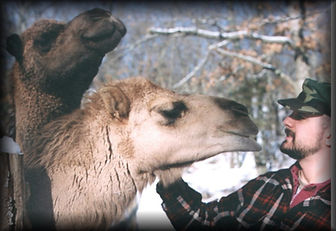 Rodney Sharples Camels