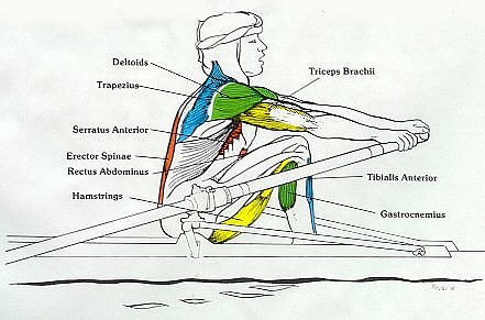 What Muscles Does the Rowing Machine Work?