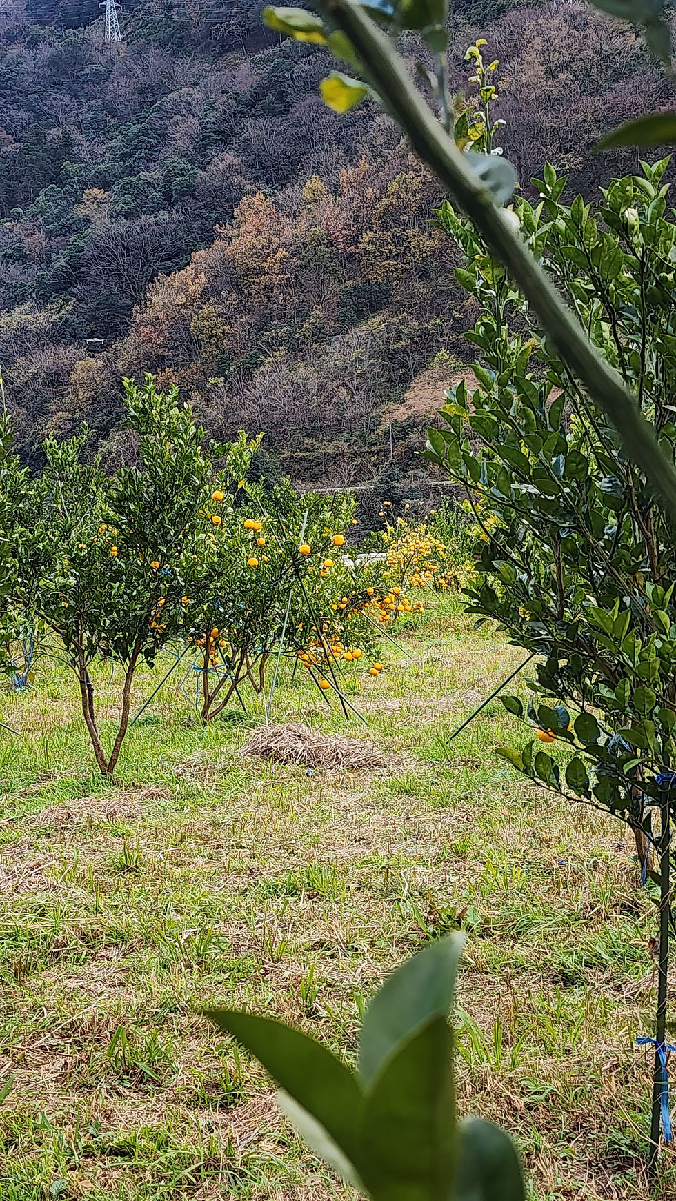 天戦空闘の儀…村に現れた魔物と戦え!