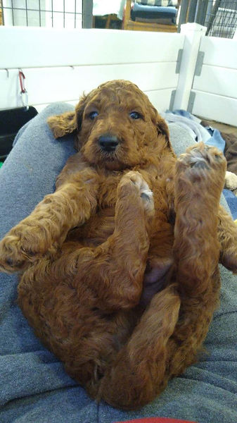 4 weeks too cute.jpeg
