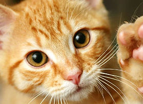 chat-roux.jpg