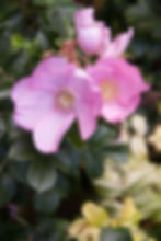 IMG_0824imp.JPG
