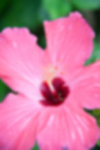 japon 2010_9_2imp.JPG