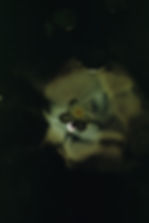 Sans titre 13.jpg