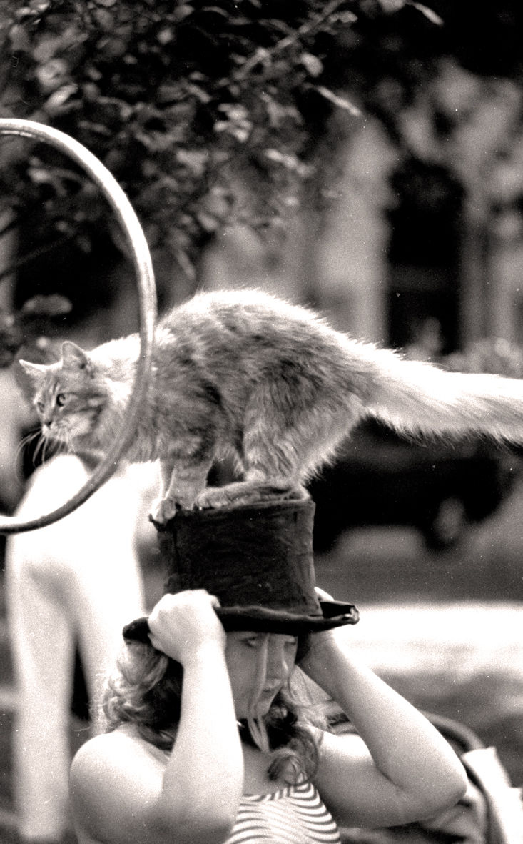 chat chapeau 2012028 final.jpg