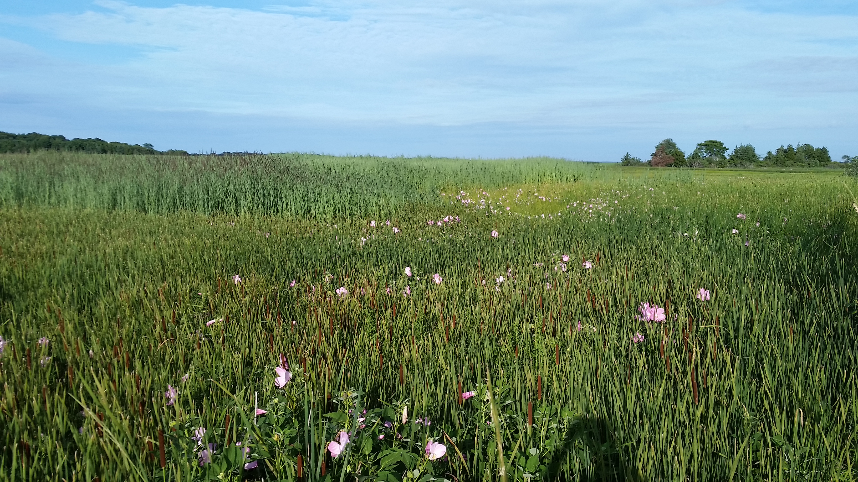 The Marshes to the North
