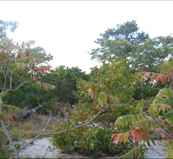 Ambush Site