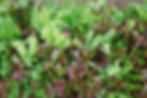 Baby Mescaline Green Salad