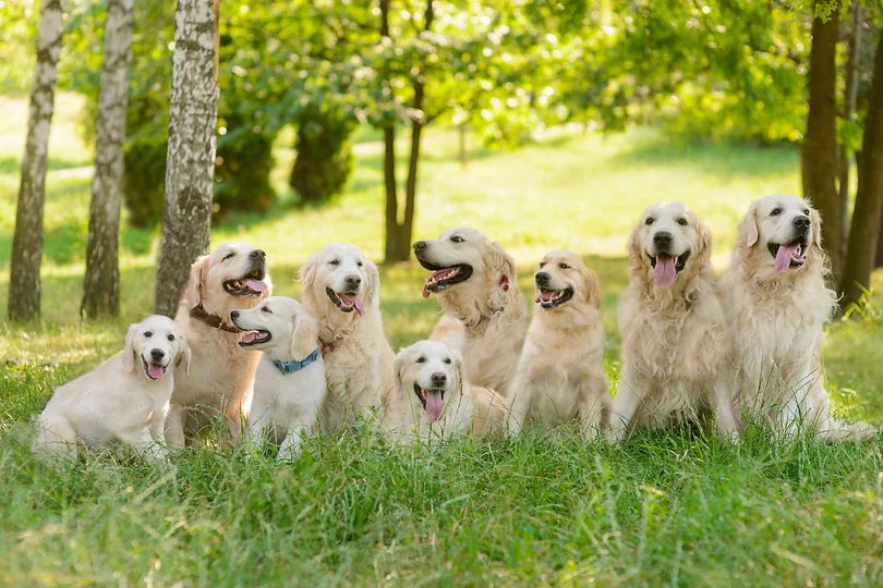 The kingdom of dogs outdoors in the forest_ Long raw of beautiful golden retrievers with f