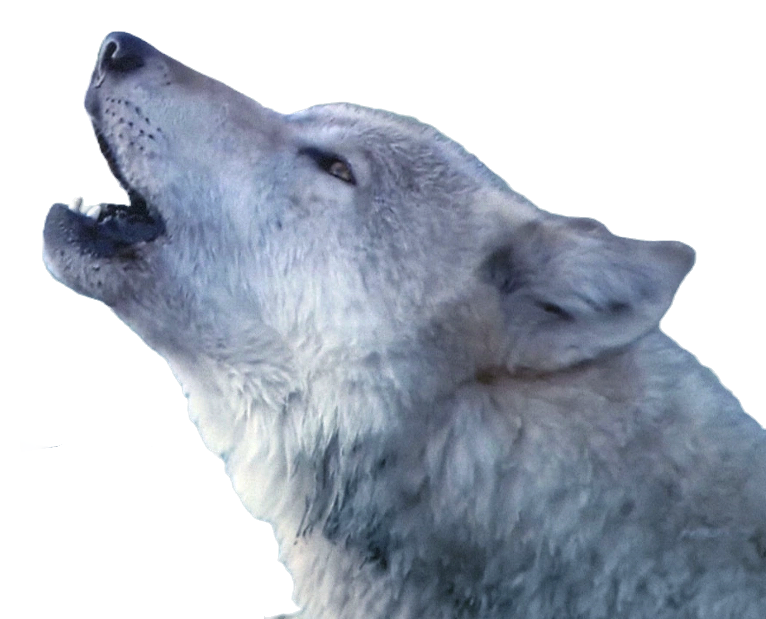 Writer: WOLF EMPIRE