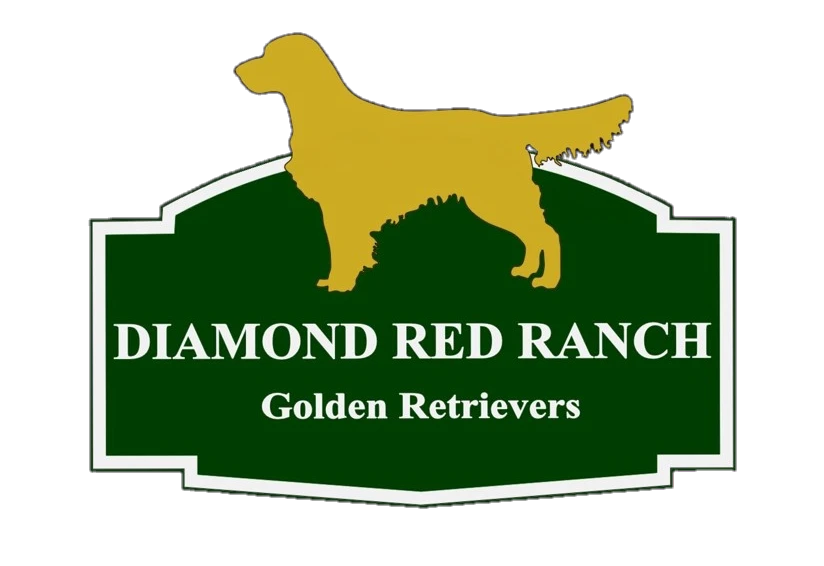 Diamond red ranch outlet golden retrievers