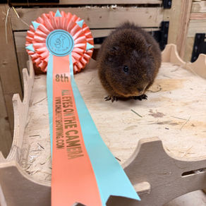 Online Pet Showing Results & Winners | December 2025