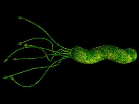 Helicobacter pylori (H. pylori) інфекція у дітей та її наслідки
