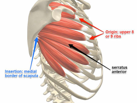 Muscle of the Month: Serratus Anterior