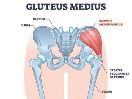 Muscle of the Month- Gluteus Medius