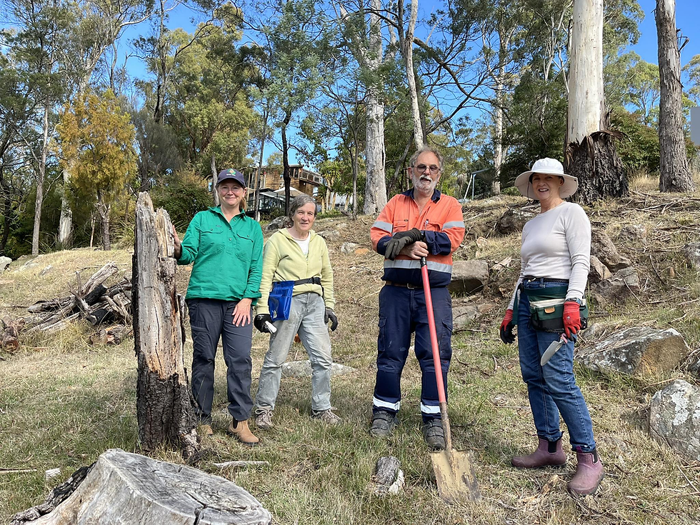Information session and understory restoration at Woods Reserve, West Launceston