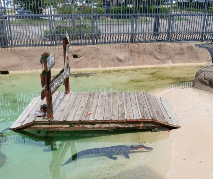 Nature refuges closed due to flooding/poor management? Lock the wildlife in the pokey for the consumers to point at! Gators on display for sporting goods store in Shreveport.