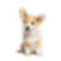 ChatGPT Image Jan 31, 2026, 10_41_32 AM.png