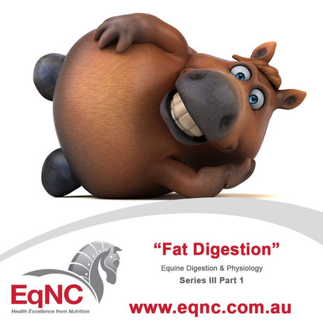 Welcome to the next chapter in our Equine Digestion and Physiology Series: Fats (Part 1). 