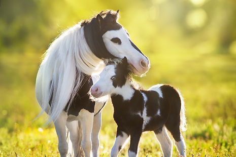 AdobeStock_343787980.jpeg