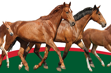 EqNC Equil label horses on red and green