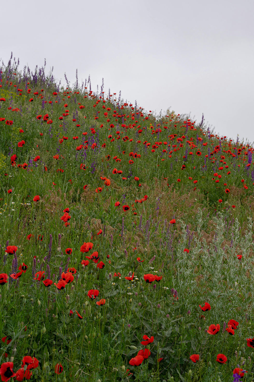 Field of flowers and grasses