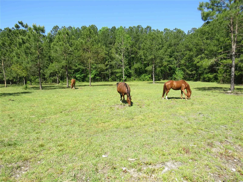 $170,000 Acreage: 2.32 acres This 2.32 acre tract is close to everything, less than 4 minutes to grocery stores, great restaurants and the Little River Waterfront, not to mention seven minutes from the Atlantic blue. Great location, and perfect for an estate home with horses. Owner is firm on price but will consider owner financing with half down. Call today to schedule your showing.