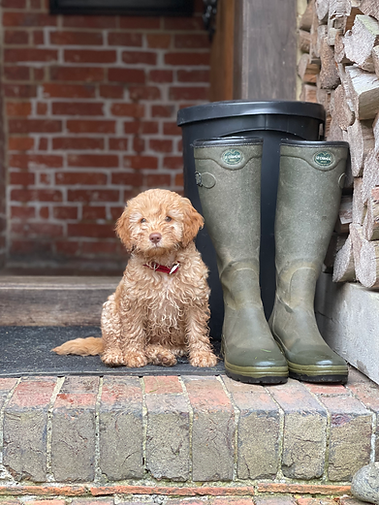 puppy-dog-wellies-cute-doggy
