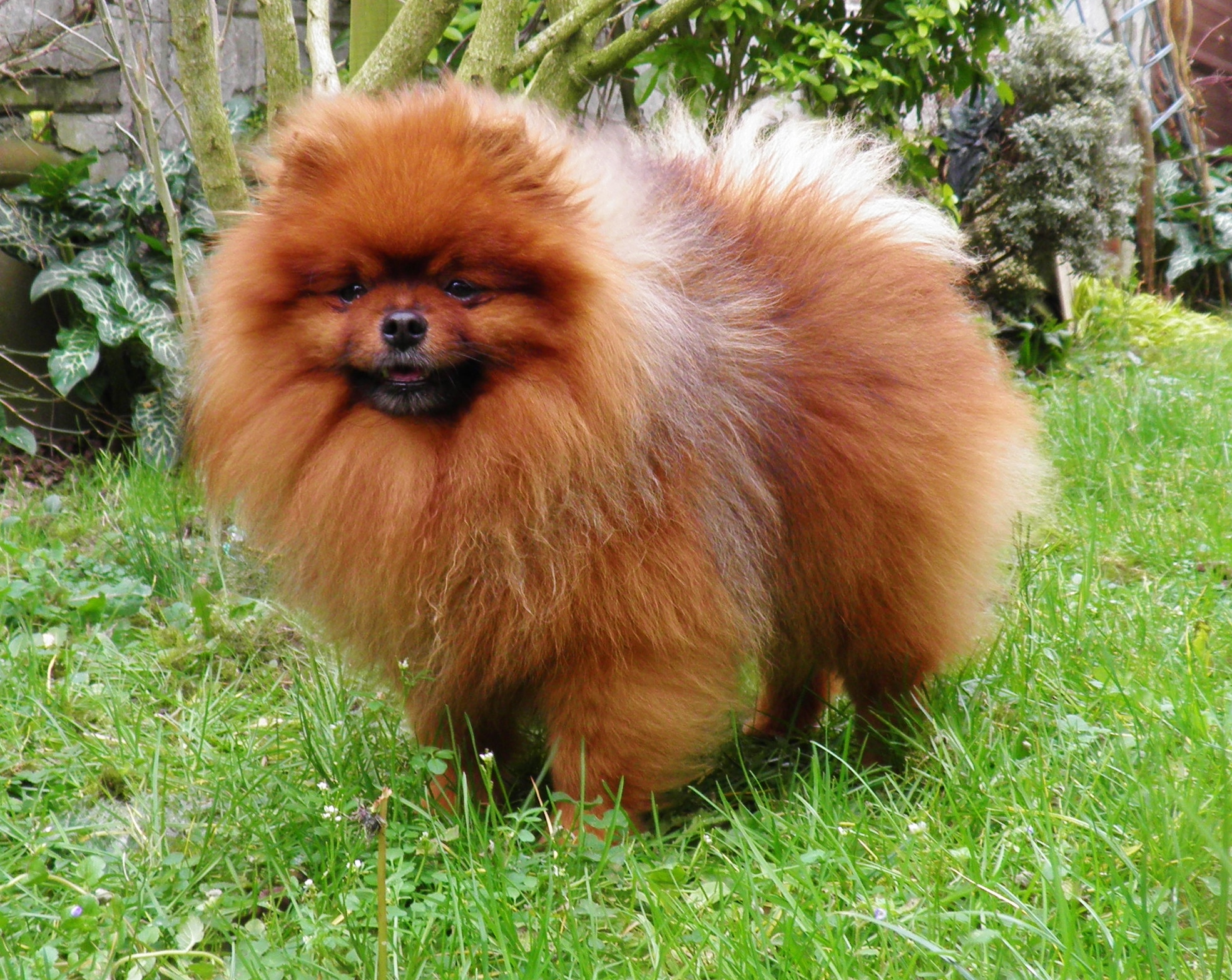 Males Spitzallemandnain