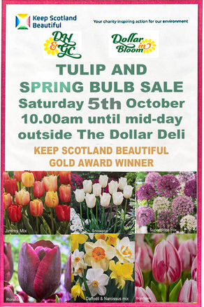 Tulip Sale 2024
