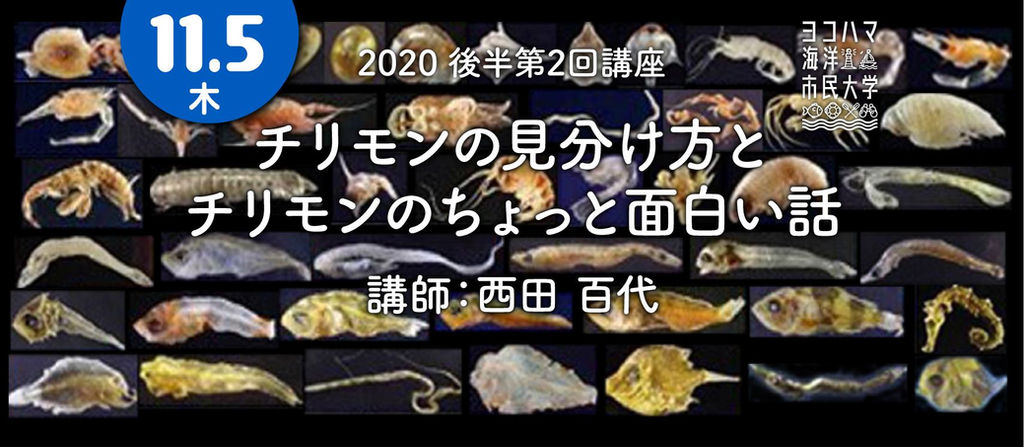 11 5 後半第2回 チリモンの見分け方と チリモンのちょっと面白いお話