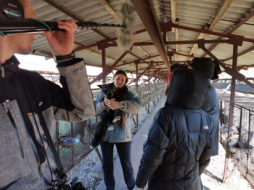 Filming in Novosibirsk, Russia domestic foxes and how they were domesticated