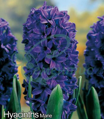 Миниатюра: Луковици за зюмбюли Mix E - 15/16