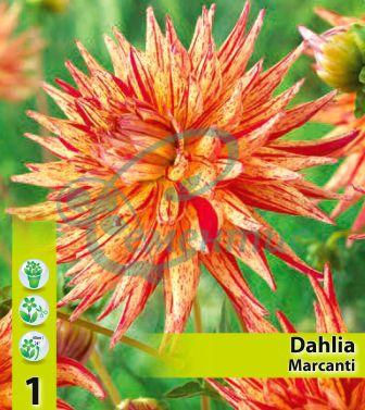 Далия кактус Marcanti