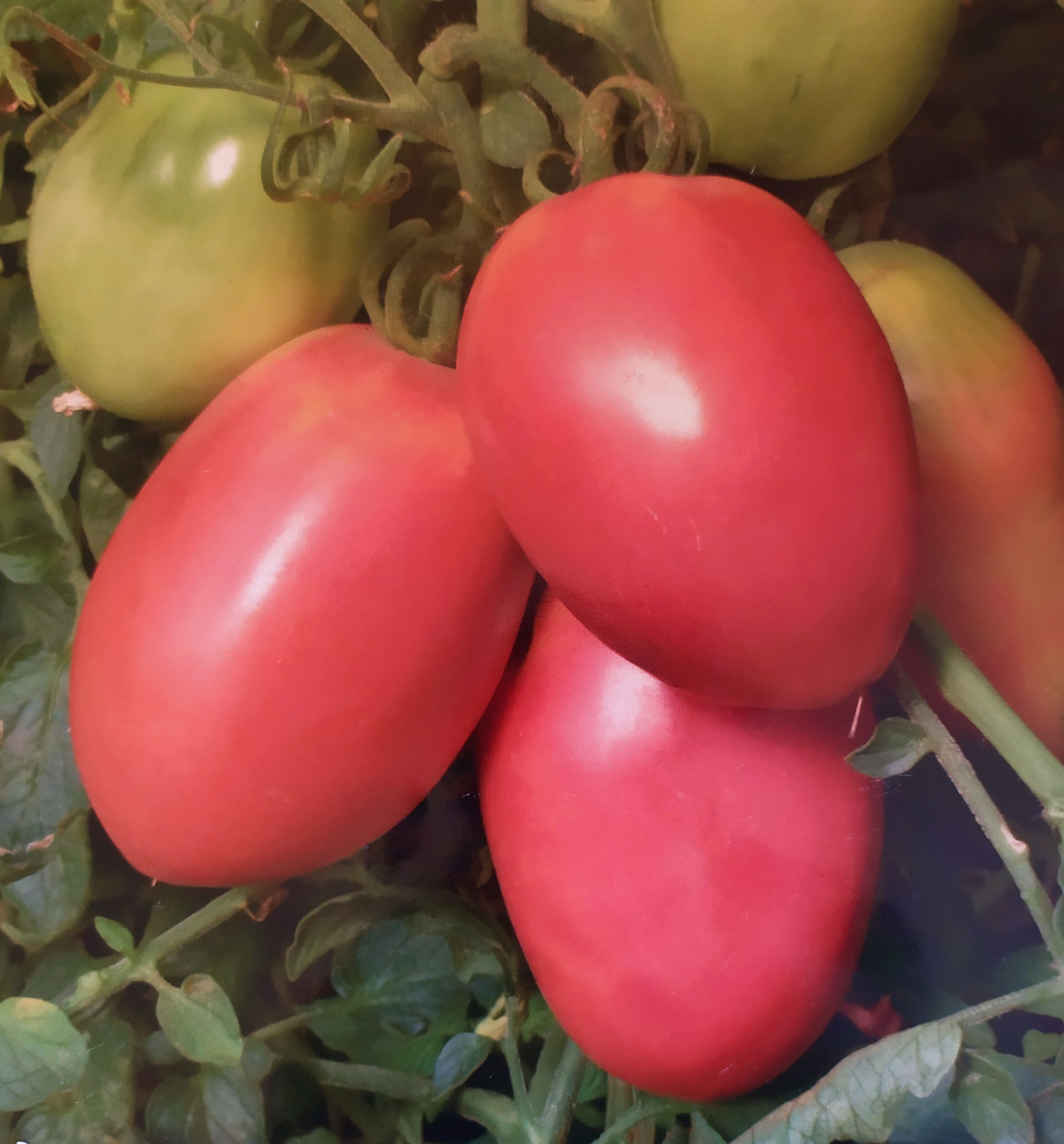 Домати Дамско сърце - 0.2 гр.