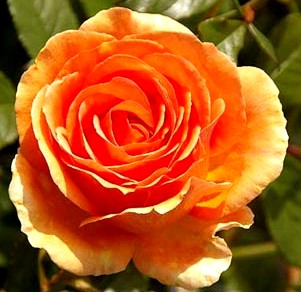 11-