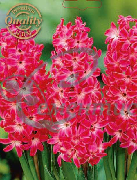 Миниатюра: Луковици за зюмбюли Mix F - 15/16