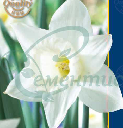 Миниатюра: Луковици за нарциси Микс 2