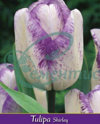 Миниатюра: Луковици за лалета Триумф Микс 2