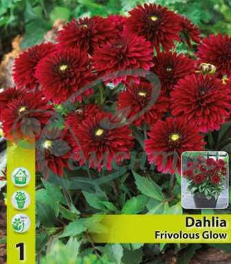 Миниатюра: Далия декоратив Мини