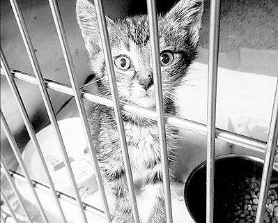 Kitten