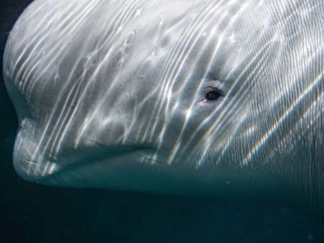 The Aquatic Horror That Is Marineland