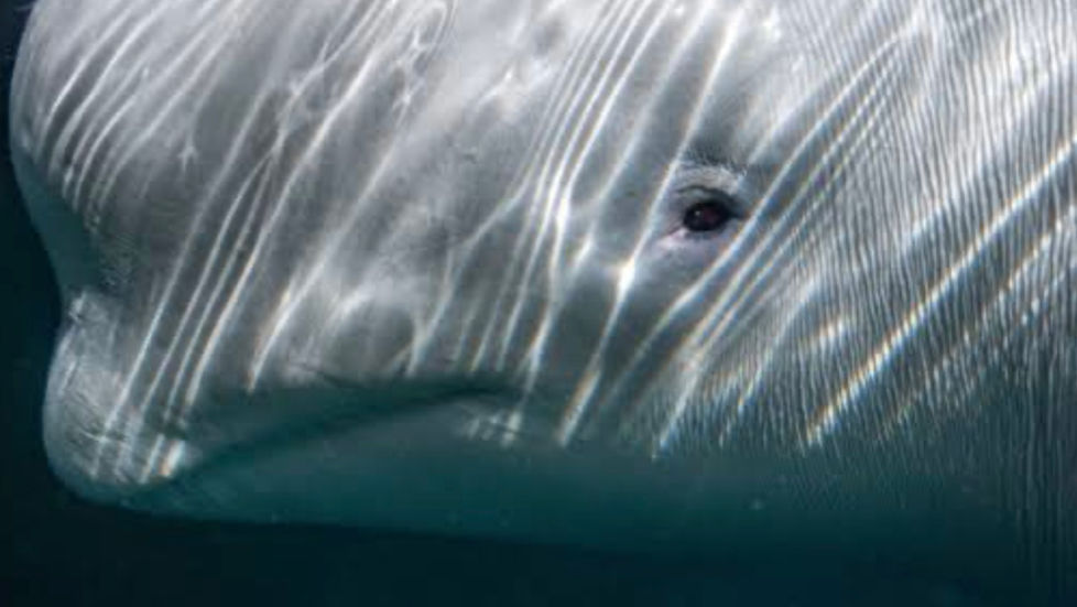 The Aquatic Horror That Is Marineland